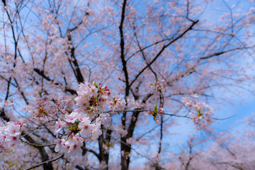 pink cherry blossom