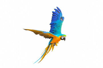 Colorful macaw parrots flying isolated on white.