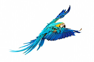 Colorful macaw parrots flying isolated on white.