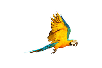 Colorful macaw parrots flying isolated on white.