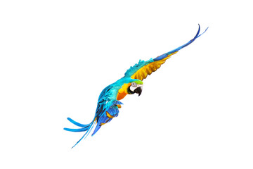 Colorful macaw parrots flying isolated on white. © Passakorn