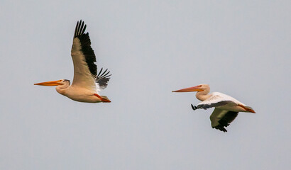 pelicans in flight