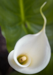 White Spring Garden Callas Lily with spider inside with Foilage Background