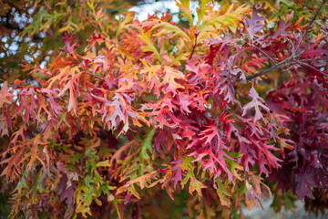 red and yellow leaves