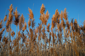 reed against blue sky