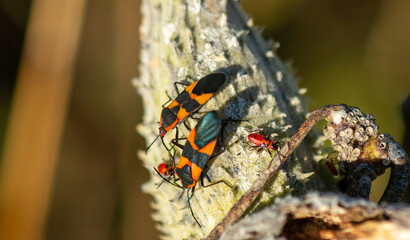 box elder bugs