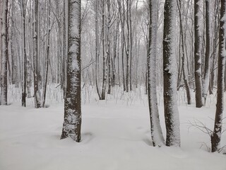 forest in winter