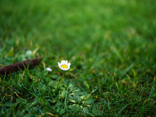 white flower on green grass
