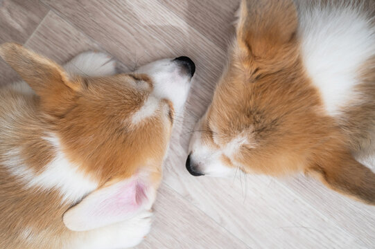 Cute welsh corgi puppies sleep on the floor. View from above.