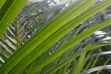 pattern, shape, texture and striped of coconut leaves growing in the garden