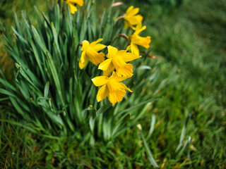 Obraz premium yellow flowers