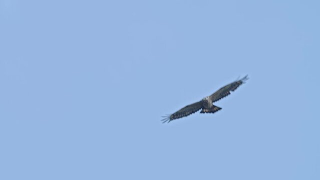 ハチクマ雄成長の飛翔 (honey buzzard)