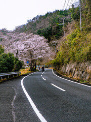 桜とバイクツーリング