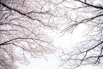 一面の桜