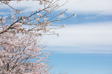 Fototapeta na wymiar 青空を背景に咲く桜の花