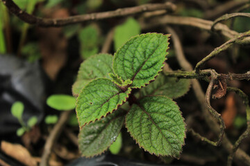 Plantas, naturaleza, fondo, hojas, tierra, aire, verde, vida, ecosistema, colores, enfoque, hermosa, pétalo, ambiente, ramas.