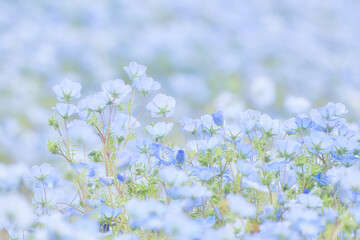 パステルブルーが可愛いネモフィラの青い絨毯