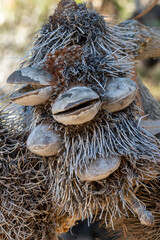 The seedpod of Banksia serrata, an Australian plant,  resembling the face of a hairy old man,...