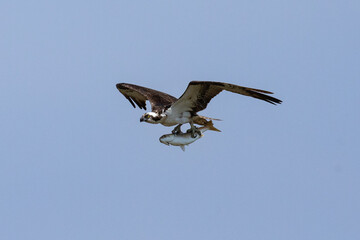 Osprey with Fish