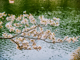 水面と桜の枝