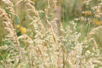 Paisaje otoño, ramas, naturaleza, vida.