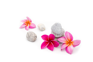 Pink Plumeria against stacking stone on white background.