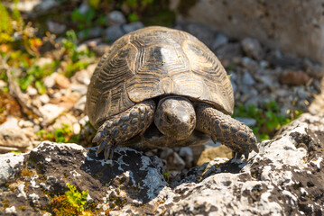 KAUNOS, DALYAN, TURKEY: The Turtle and the Theater in the ancient city of Kaunos.