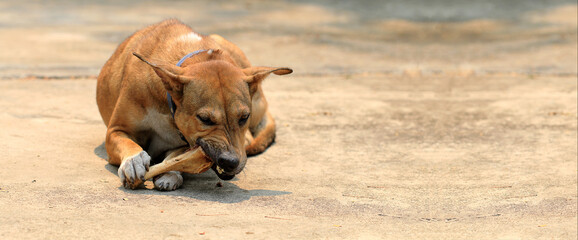 Brown Thai dog lying on the floor and eat bones.