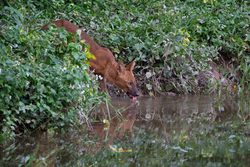 dhole, asiatic wild dog