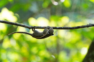 Himalayan striped squirrel, Burmese striped squirrel