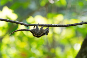 Fototapeta premium Himalayan striped squirrel, Burmese striped squirrel