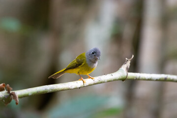 bird in the wide