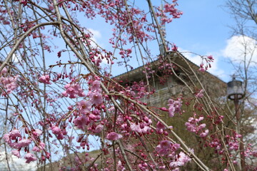 しだれ桜