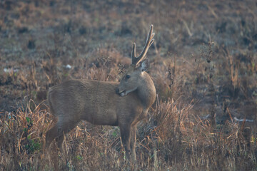 hog deer in  national park