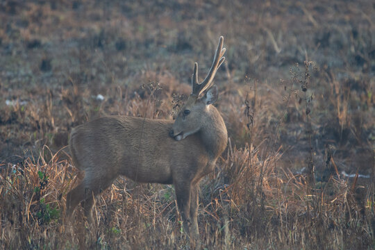 Hog Deer In  National Park