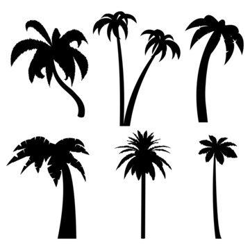 Palm-Silhouette, Palm Tree Silhouette