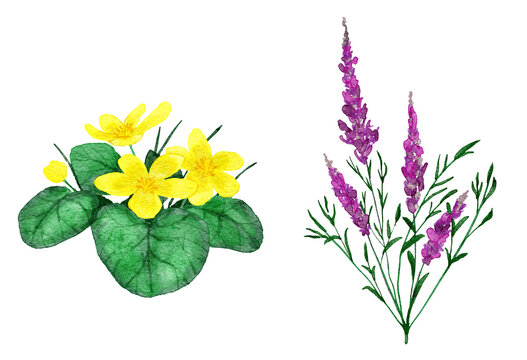 Watercolor hand drawn illustration of purple pink willowherb chamaenerion and yellow trollius flowers. Floral natural wildflower river lake forest landscape. Organic bloom leaf leaves plants herbs.