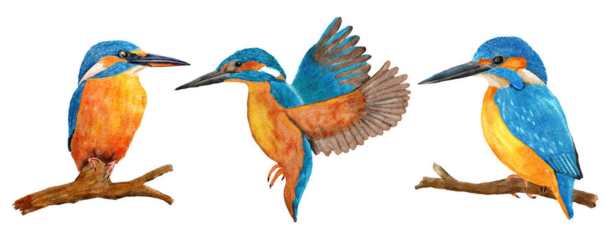 Hand drawn watercolor illustration of wild kingfisher birds, blue azure orange feathers, on the branch and flying. Nature natural wildlife in river forest woodland, ecology concept.