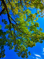 autumn leaves against blue sky