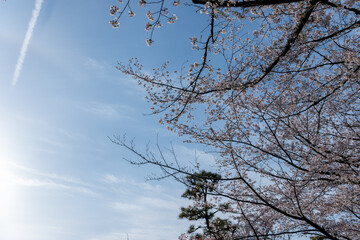 東京都北区王子の飛鳥山公園の満開の桜