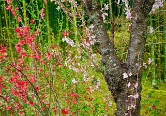 Fototapeta premium Cherry blossoms and springtime flowers in Japan
