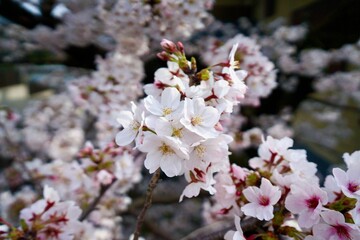Naklejka premium Japanese cherry blossoms up close 