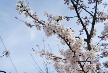 Cherry blossoms in the springtime in Kyoto, Japan