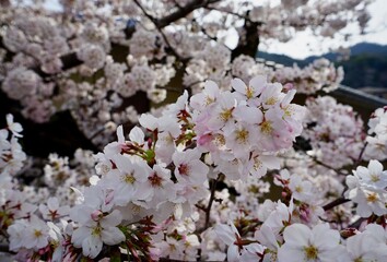 Cherry blossoms in springtime in Kyoto, Japan
