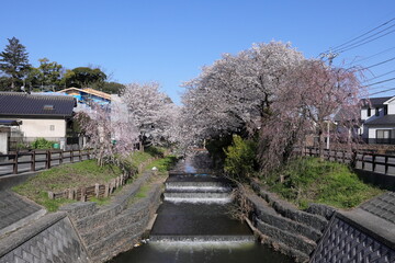 日本・埼玉の春