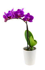 close up on purple orchid in small pot