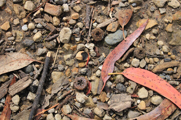 textura, piso natural, naturaleza, hojas, ramas, piedras, eucalipto.
