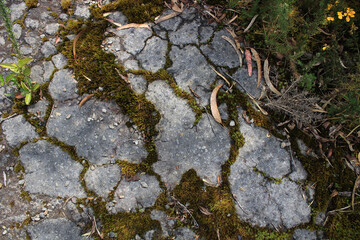 Textura, piso, lineas, raiz, grietas, naturaleza, gris, verde, hojas.