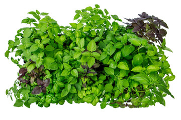 Fototapeta na wymiar Top view of thirty-two varieties of homegrown, organic basil seedlings isolated on a white background
