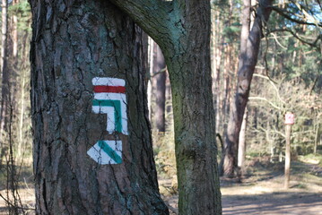 Trail markers on a tree. Green arrow. Poland